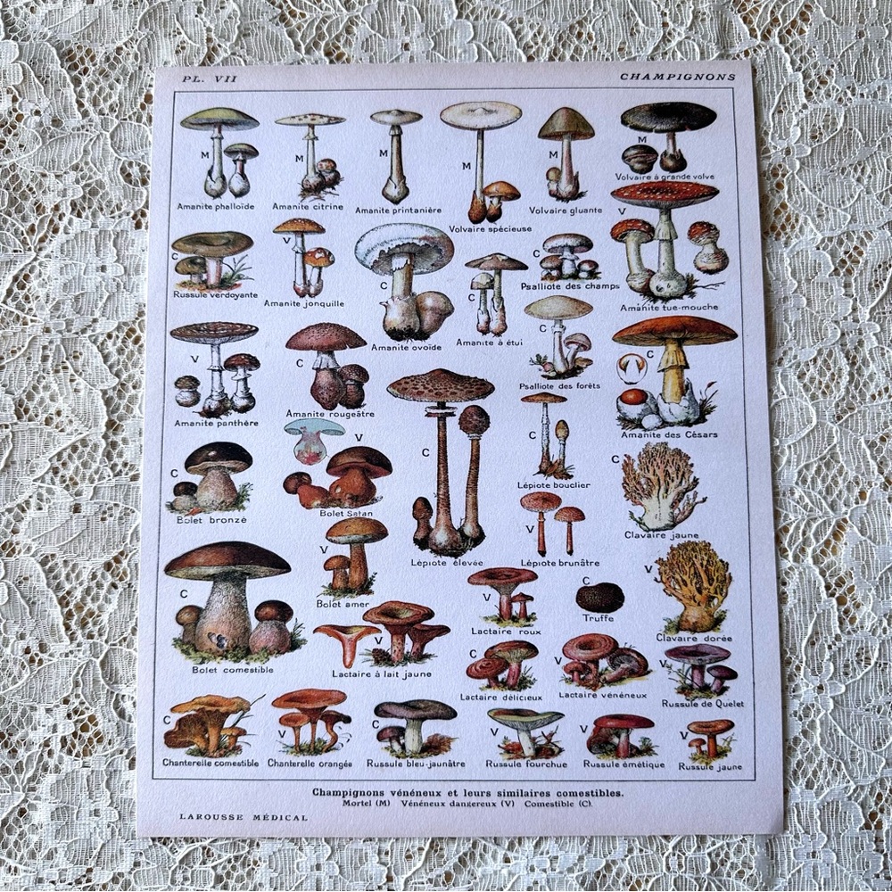 Vintage French Champignons Mushroom Fungi Chart 8x10